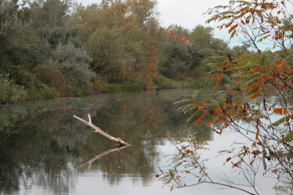 Treibholz Mitten Fluss — Stockfoto