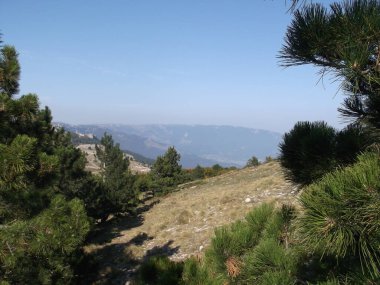 Mavi gökyüzünde çam ağaçları olan Kırım manzarası