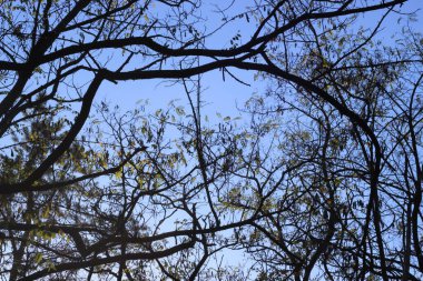 Mavi gökyüzü çiçek açan bir gökyüzünün dalları arasında