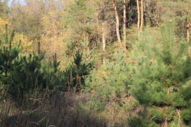 Ukrayna 'nın orta bölgesinde karışık orman