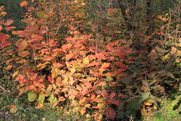 Hojas Carmesí Bosque Caducifolio Otoño — Foto de Stock