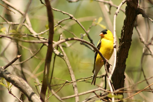 American Goldfinch Perched on a Tree Branch — Stock Photo, Image