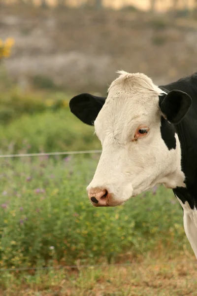 White Head of a Cow — Stock Photo, Image