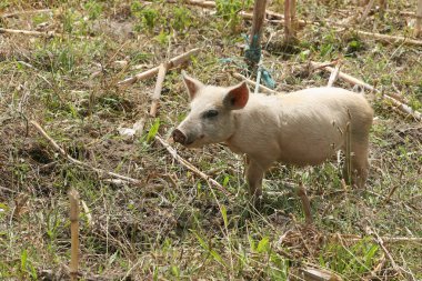 Ücretsiz aralığı domuz