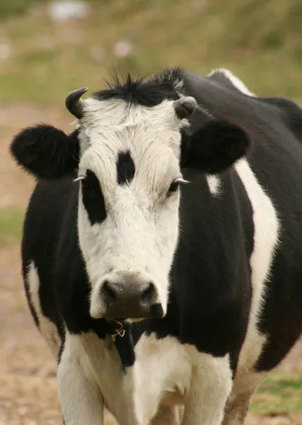 Корова смотрит прямо перед собой — стоковое фото