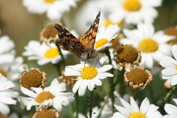 Moth on a Daisy — Stock Photo, Image