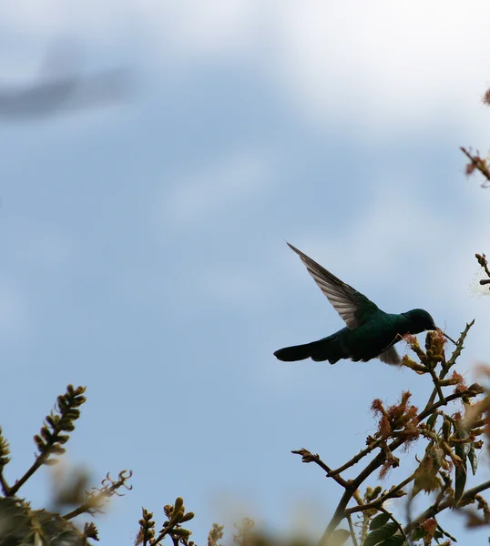 Sparkling Violetear Hummingbird — Stock Photo, Image
