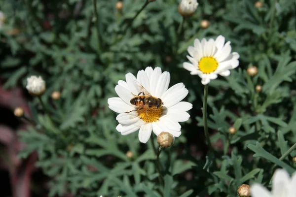Polline coperto di api su una Margherita — Foto Stock
