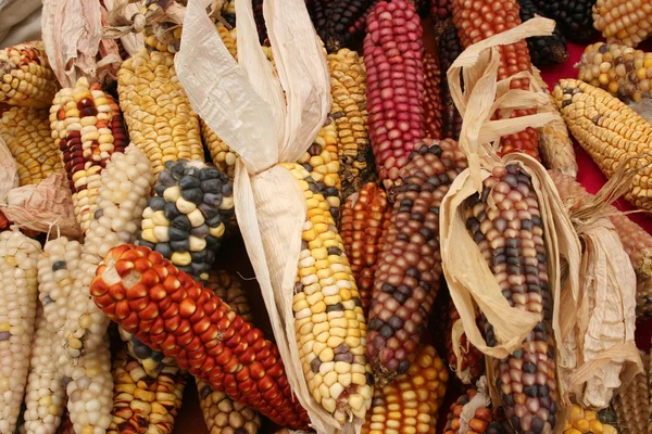 Cobs de muchos colores — Foto de Stock