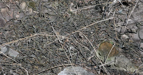 Red Sided Garter Snake Den in Narcisse Manitoba Canada — Stock Photo, Image