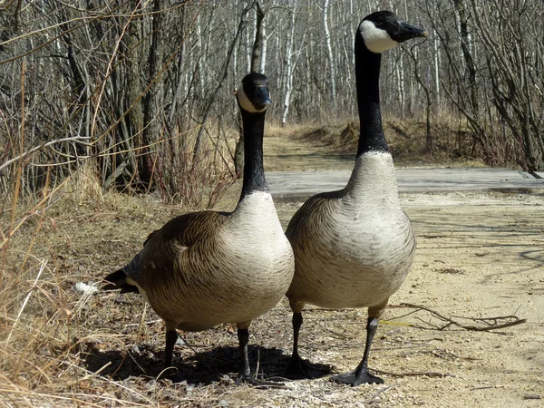 Kanada kazlar bir yolda yürümek çifti — Stok fotoğraf