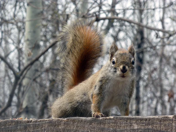 Rotes Eichhörnchen — Stockfoto