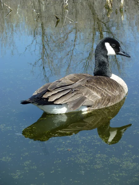 Kanada Goose Simning på en sjö — Stockfoto