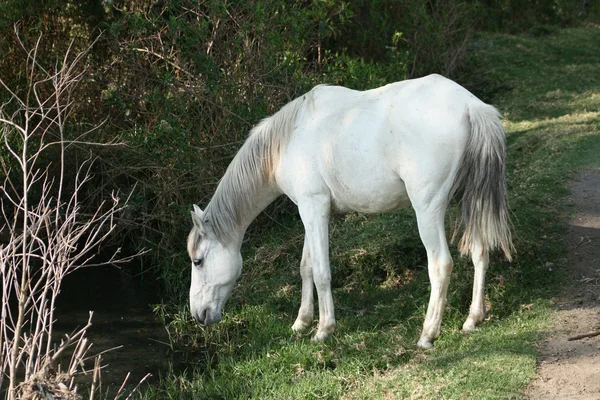 White Horse Drinking — Stock Photo, Image