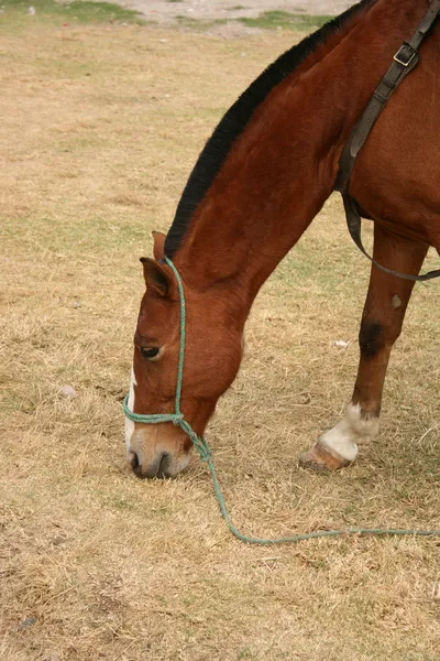 Коричневий кінь пасеться в полі — стокове фото