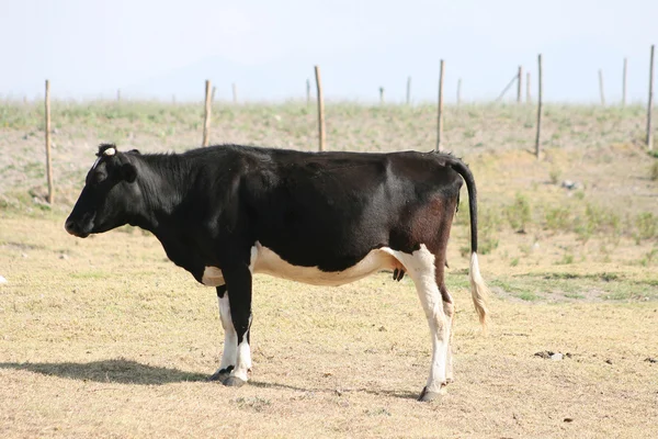 Hershey cow ayakta — Stok fotoğraf