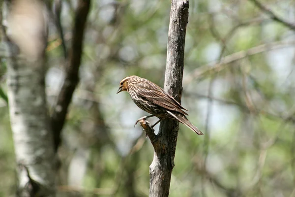 Female Red Winged Black Bird perched on a branch — Stock Photo, Image