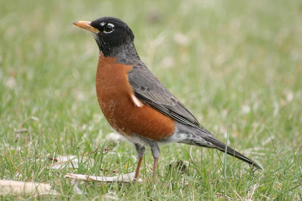 American Robin — Stock Photo, Image