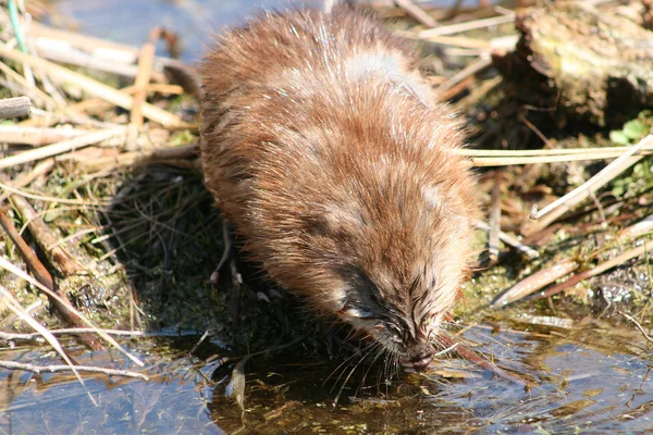 Misk sıçanı içme suyu
