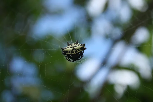 Aranha tecelão orbe brilhante — Fotografia de Stock