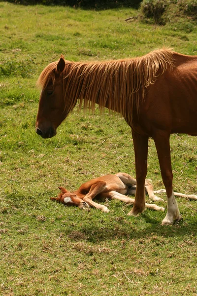 Stute und Hengst — Stockfoto