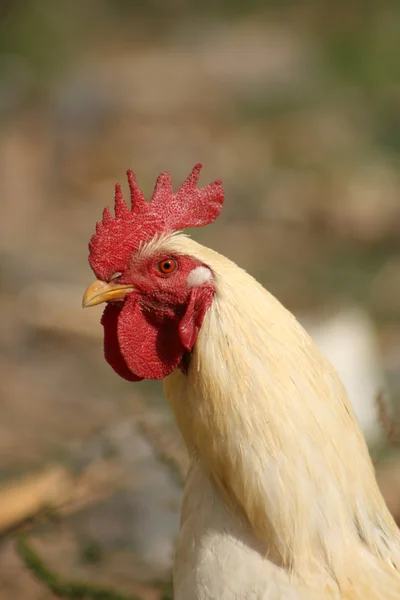 Horoz başkanı — Stok fotoğraf