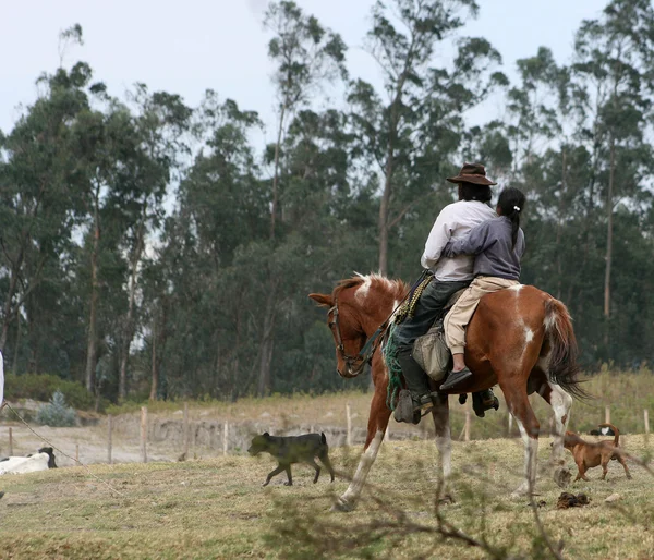 Rider genom en betesmark — Stockfoto