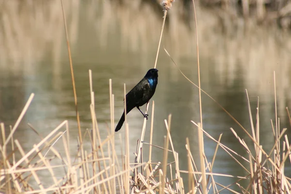 Gemensamma grackle på marsh gräs — Stockfoto