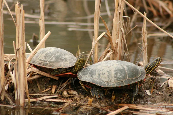 Paar van geschilderde schildpadden — Stockfoto