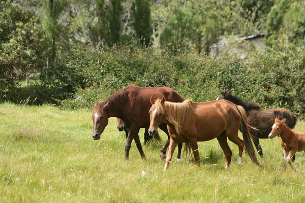 Sürünün ortasında at cotacachi, ecuador — Stok fotoğraf