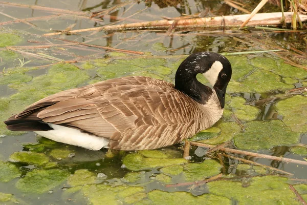 Canada Goose Feeding on Algae — Stock Photo, Image