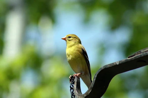 Kvinnliga Guldsiskan — Stockfoto