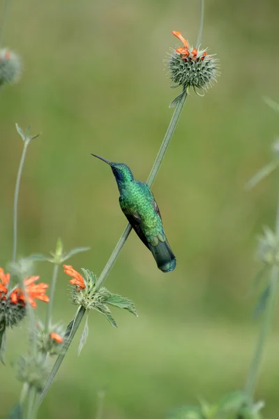 Sparkling Violetear Hummingbird on a Bush — Stock Photo, Image