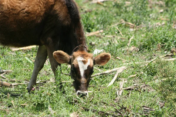 Calf Grazing in a Meadow — Stock Photo, Image