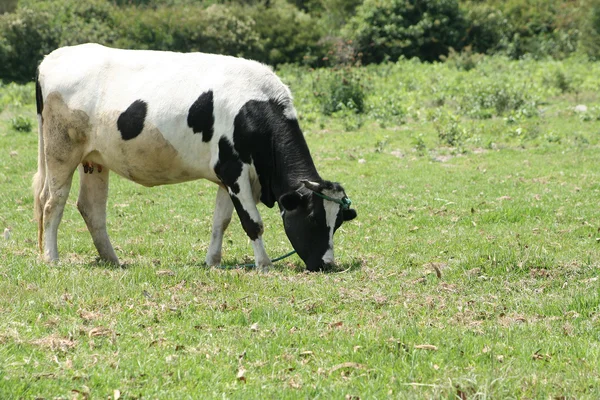 Корова Hershey випасу — стокове фото