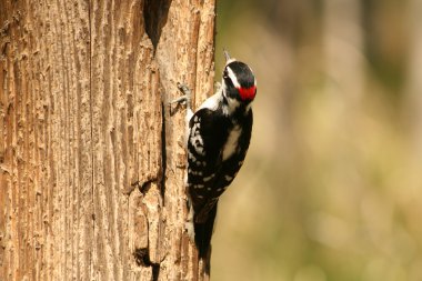 bir ağacın gövde Downy ağaçkakan
