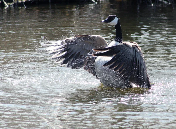 Canada goose šplouchání ve vodě — Stock fotografie