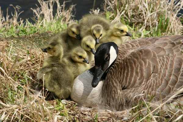 Canada Goose and Six Goslings — Stock Photo, Image