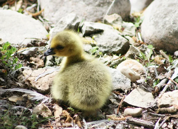 Canada Goose Gosling — Stockfoto