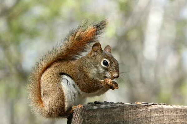 Rode eekhoorn verzamelen van zaden — Stockfoto
