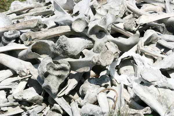 Bison ve geyik kemikler — Stok fotoğraf