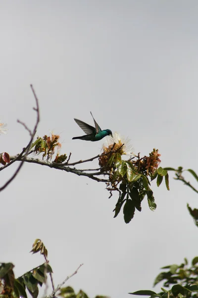 Sparkling Violetear Hummingbird Pollinating Flower — Stock Photo, Image