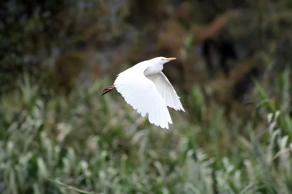 Egret gado em voo — Fotografia de Stock