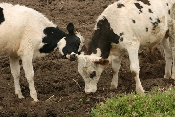 Молодая корова и бык толкают — стоковое фото