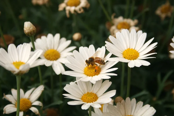 Abeille couverte de pollen sur une marguerite — Photo