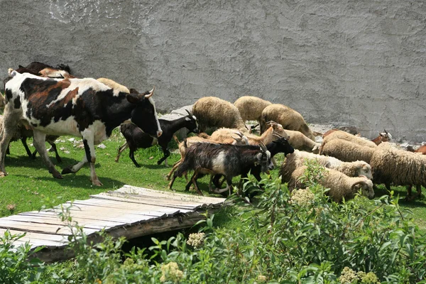 inek koyun ve keçi herding
