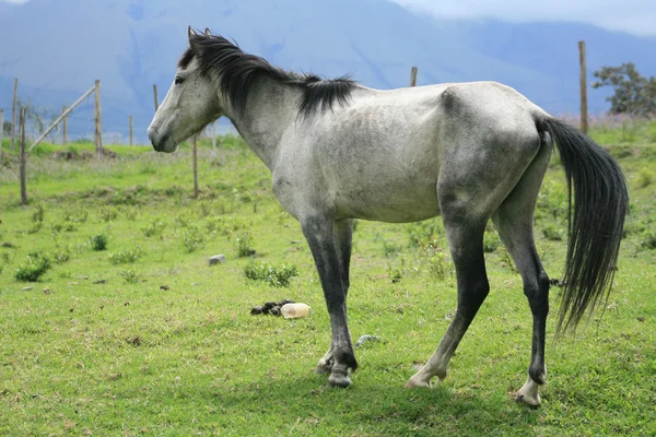 Beyaz atlı bir arazide — Stok fotoğraf