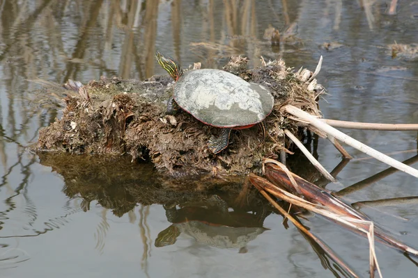 Żółw malowany odpoczynku u błota — Zdjęcie stockowe