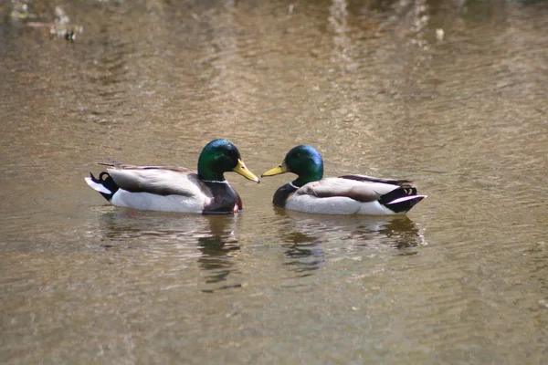 Pair of Mallard Ducks — Stock Photo, Image