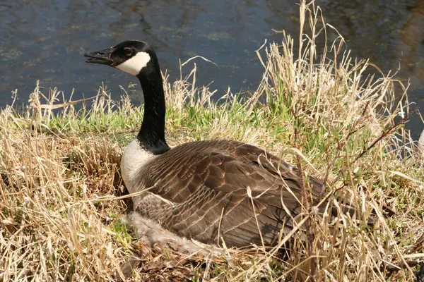 Canada Goose on a Nest — Stock Photo, Image